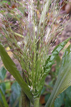 Panicum capillare \ Haarstige Rispen-Hirse / Witchgrass, D Weinheim an der Bergstraße 1.11.2010