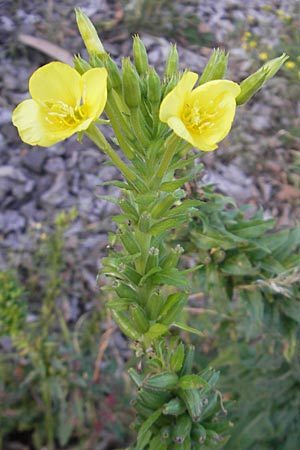 Oenothera braunii, Braun's Evening Primrose