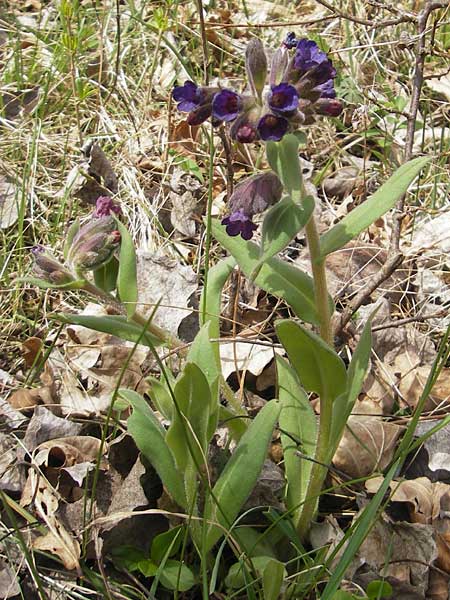 Pulmonaria collina \ Hgel-Lungenkraut / Hill Lungwort, D Rottenburg 31.3.2012