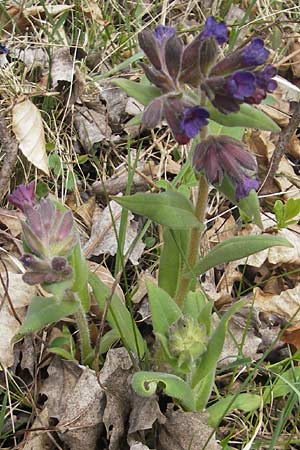 Pulmonaria collina \ Hgel-Lungenkraut / Hill Lungwort, D Rottenburg 31.3.2012