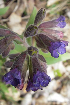 Pulmonaria collina \ Hgel-Lungenkraut / Hill Lungwort, D Rottenburg 31.3.2012