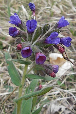 Pulmonaria collina \ Hgel-Lungenkraut / Hill Lungwort, D Rottenburg 31.3.2012