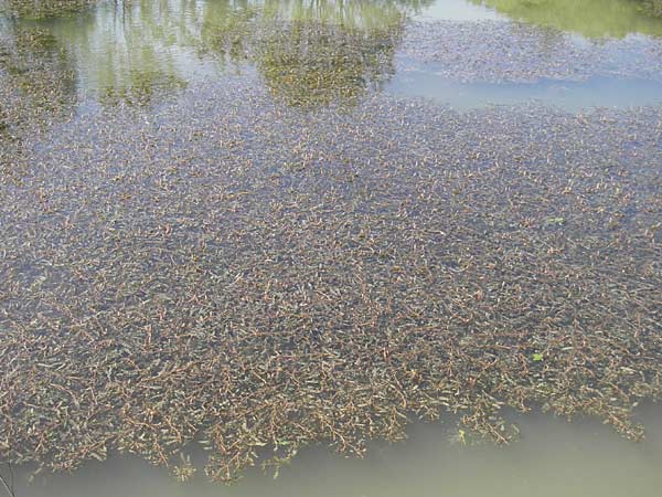 Potamogeton crispus \ Krauses Laichkraut / Curled Pontweed, D Franken/Franconia Scheßlitz 19.5.2012