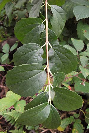 Philadelphus coronarius / Sweet Mock Orange, English Dogwood, D Heidelberg 19.9.2013