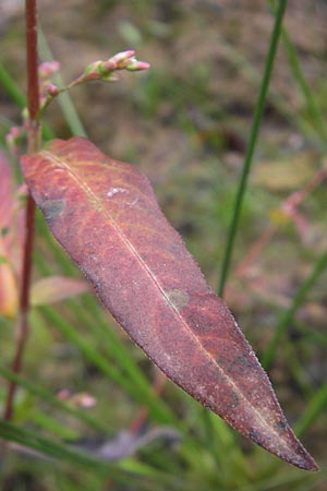 Persicaria mitis \ Milder Knterich / Water-Pepper, D Odenwald, Neckargemünd-Mückenloch 13.9.2010