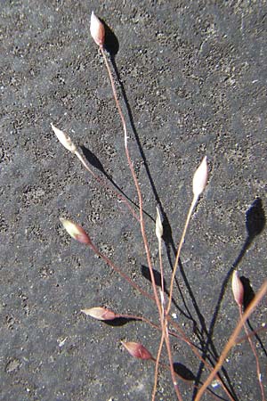 Panicum capillare \ Haarstige Rispen-Hirse / Witchgrass, D Kehl 15.10.2011