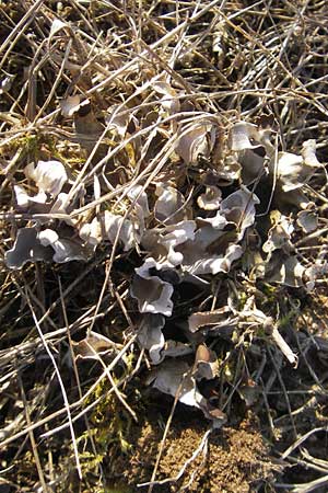 Peltigera didactyla \ Zweifinger-Schild-Flechte / Two Finger Lichen, D Mannheim 20.3.2012