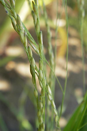 Panicum dichotomiflorum \ Gabelstige Rispen-Hirse / Fall Panicgrass, D Schutterwald 28.7.2012