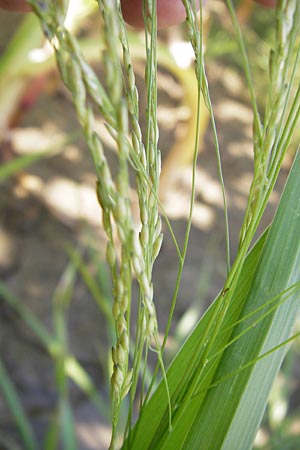 Panicum dichotomiflorum \ Gabelstige Rispen-Hirse / Fall Panicgrass, D Schutterwald 28.7.2012