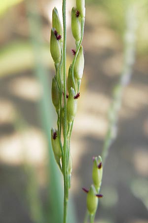 Panicum dichotomiflorum \ Gabelstige Rispen-Hirse / Fall Panicgrass, D Schutterwald 28.7.2012