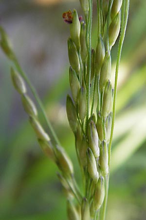 Panicum dichotomiflorum \ Gabelstige Rispen-Hirse / Fall Panicgrass, D Schutterwald 28.7.2012