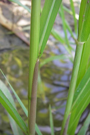 Panicum dichotomiflorum \ Gabelstige Rispen-Hirse / Fall Panicgrass, D Schutterwald 28.7.2012