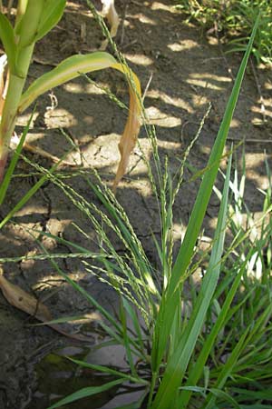 Panicum dichotomiflorum \ Gabelstige Rispen-Hirse / Fall Panicgrass, D Schutterwald 28.7.2012