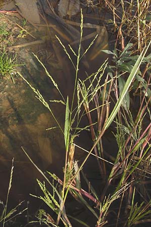 Panicum dichotomiflorum \ Gabelstige Rispen-Hirse / Fall Panicgrass, D Schutterwald 13.10.2012