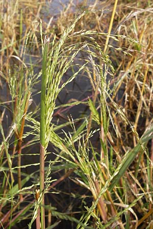 Panicum dichotomiflorum \ Gabelstige Rispen-Hirse / Fall Panicgrass, D Schutterwald 13.10.2012