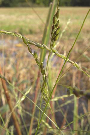 Panicum dichotomiflorum \ Gabelstige Rispen-Hirse / Fall Panicgrass, D Schutterwald 13.10.2012