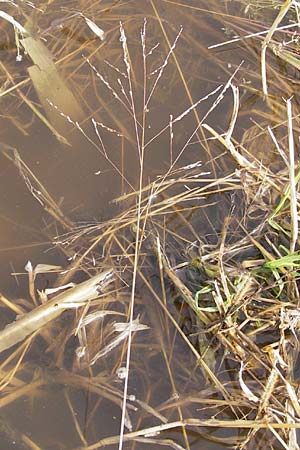 Panicum dichotomiflorum \ Gabelstige Rispen-Hirse / Fall Panicgrass, D Schutterwald 13.10.2012