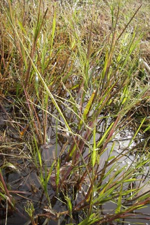 Panicum dichotomiflorum \ Gabelstige Rispen-Hirse / Fall Panicgrass, D Schutterwald 13.10.2012