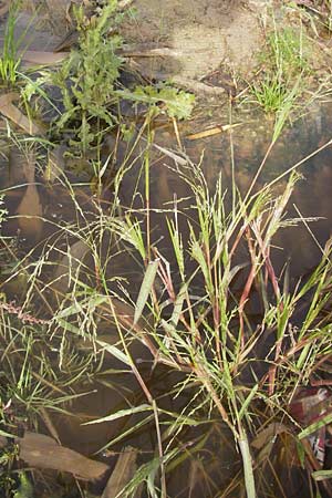 Panicum dichotomiflorum \ Gabelstige Rispen-Hirse / Fall Panicgrass, D Schutterwald 13.10.2012