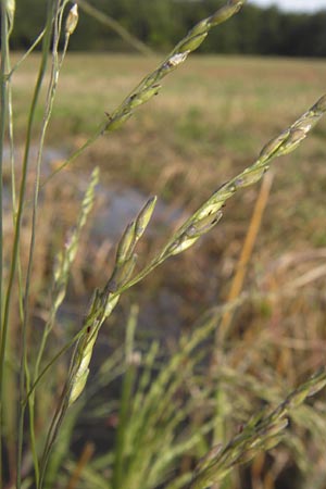 Panicum dichotomiflorum \ Gabelstige Rispen-Hirse / Fall Panicgrass, D Schutterwald 13.10.2012