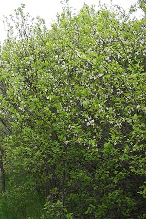 Prunus domestica subsp. domestica \ Zwetschge, Pflaume, D Thüringen, Drei Gleichen 7.5.2013