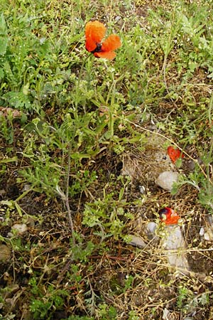 Papaver dubium subsp. confine \ Verkannter Saat-Mohn / Long-Headed Poppy, D Marktheidenfeld 2.5.2014