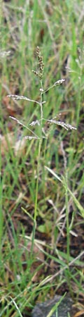 Puccinellia distans \ Gewhnlicher Salzschwaden / Reflexed Saltmarsh Grass, D Odenwald, Brandau 30.7.2014