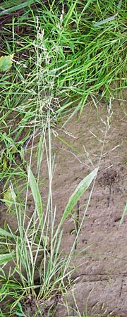 Puccinellia distans \ Gewhnlicher Salzschwaden / Reflexed Saltmarsh Grass, D Odenwald, Brandau 30.7.2014