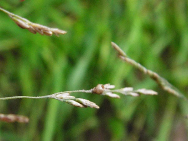 Puccinellia distans \ Gewhnlicher Salzschwaden / Reflexed Saltmarsh Grass, D Odenwald, Brandau 30.7.2014