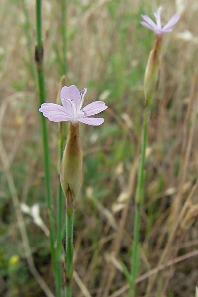 Petrorhagia prolifera / Proliferous Pink, D Donnersberg 16.6.2006