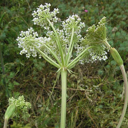 Peucedanum cervaria \ Hirschwurz-Haarstrang / Broad-Leaved Spignel, D Pforzheim 22.7.2006