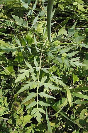 Peucedanum cervaria \ Hirschwurz-Haarstrang / Broad-Leaved Spignel, D Bruchsal 5.8.2006