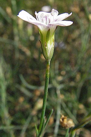 Petrorhagia saxifraga \ Steinbrech-Felsennelke / Tunic Flower, D Botan. Gar.  Universit.  Heidelberg 29.9.2006