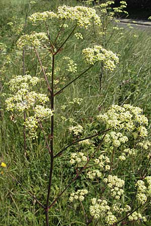 Peucedanum alsaticum \ Elssser Haarstrang, D Rheinhessen, Osthofen 4.8.2007