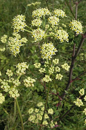 Peucedanum alsaticum \ Elssser Haarstrang / Alsatian Parsley, D Rheinhessen, Osthofen 4.8.2007