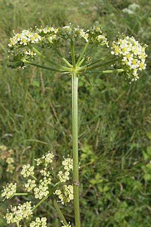 Peucedanum alsaticum \ Elssser Haarstrang, D Rheinhessen, Osthofen 4.8.2007