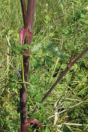 Peucedanum alsaticum \ Elssser Haarstrang / Alsatian Parsley, D Rheinhessen, Osthofen 4.8.2007