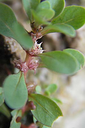 Lythrum portula \ Sumpfquendel / Water Purslane, D Babenhausen 11.8.2007