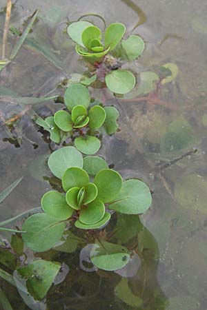 Lythrum portula / Water Purslane, D Babenhausen 11.8.2007