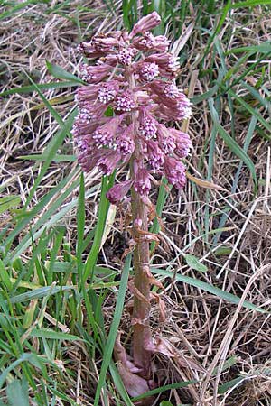 Petasites hybridus \ Gewhnliche Pestwurz / Butterbur, D Hirschberg 11.3.2008