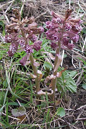 Petasites hybridus \ Gewhnliche Pestwurz / Butterbur, D Hirschberg 11.3.2008