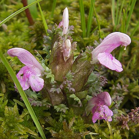 Pedicularis sylvatica \ Wald-Lusekraut / Common Louseport, D Kempten 22.5.2009