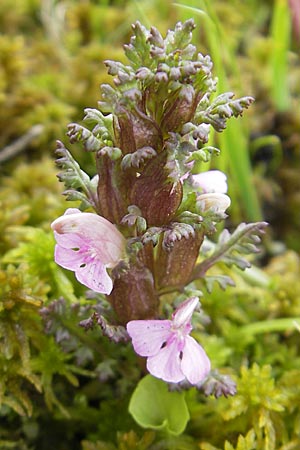 Pedicularis sylvatica \ Wald-Lusekraut / Common Louseport, D Kempten 22.5.2009