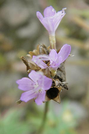 Petrorhagia prolifera \ Sprossende Felsennelke, Sprossendes Nelkenkpfchen, D Mannheim 2.10.2009