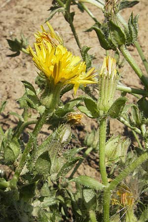 Picris echioides \ Wurm-Lattich, Natternkopf-Bitterkraut, D Sinsheim 16.7.2011