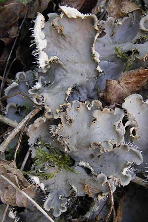 Peltigera membranacea ? / Membrane Dog Lichen, D Thüringen Eisenach, Wartburg 5.8.2013