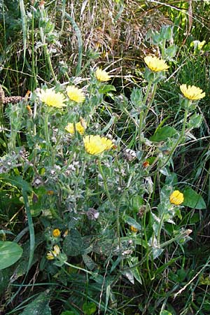 Picris echioides \ Wurm-Lattich, Natternkopf-Bitterkraut / Bristly Ox-Tongue, D Mainz 26.7.2014