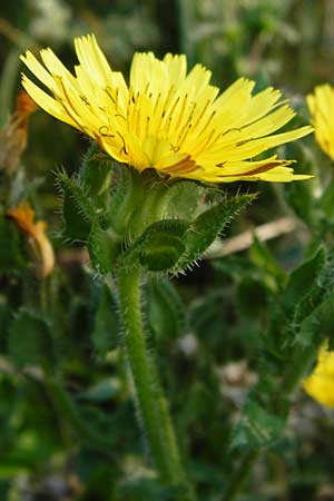 Picris echioides \ Wurm-Lattich, Natternkopf-Bitterkraut, D Mainz 26.7.2014