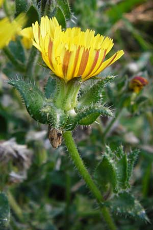 Picris echioides \ Wurm-Lattich, Natternkopf-Bitterkraut / Bristly Ox-Tongue, D Mainz 26.7.2014