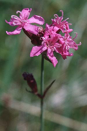 Silene viscaria \ Gewhnliche Pechnelke / Sticky Catchfly, D Vorpommern, Peene-Wiesen Gützkow 13.6.2000